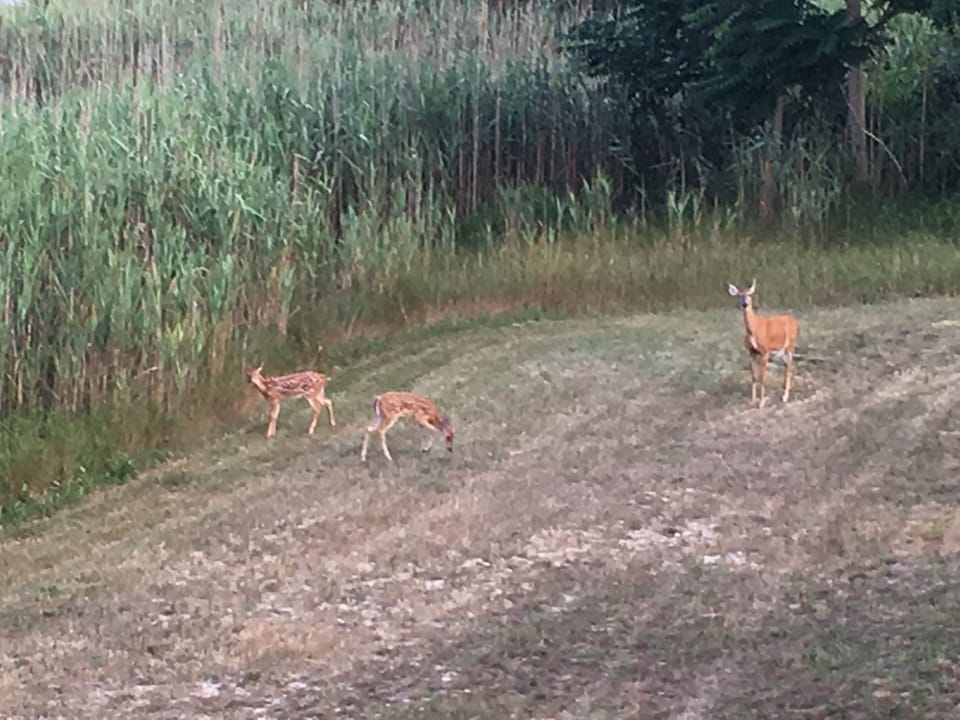 Three Deer!