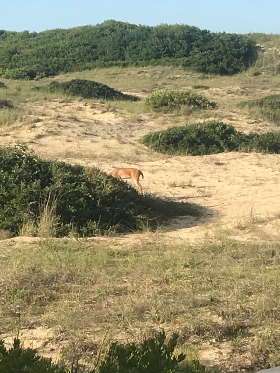 Actual photo from rear deck of home. Backyard has foxes, deer, osprey, rabbits!