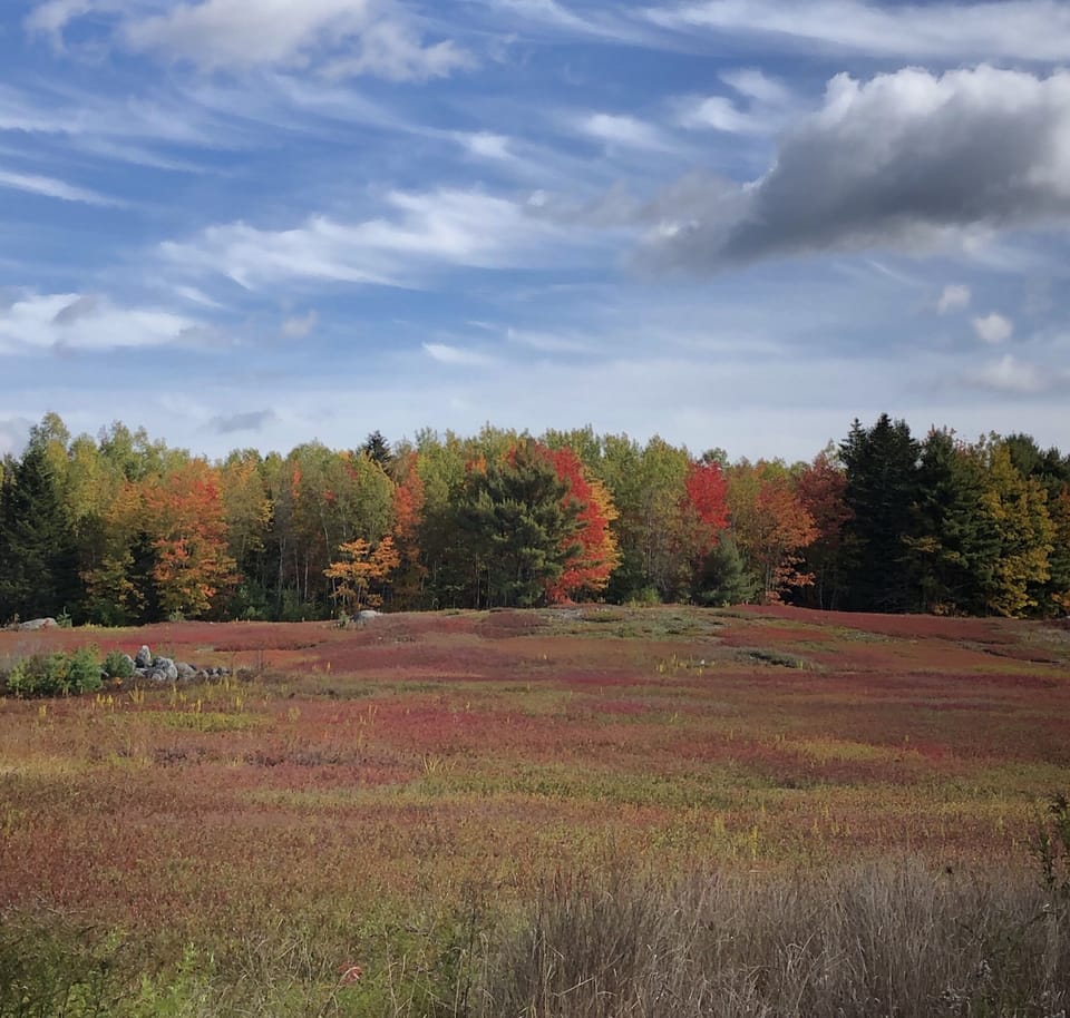 Autum blueberry fields on George’s Pond Road.