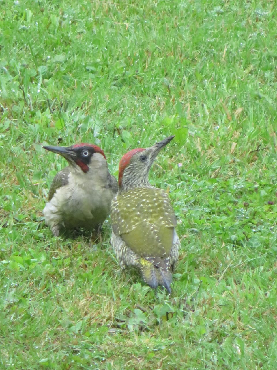 Some of our other residents