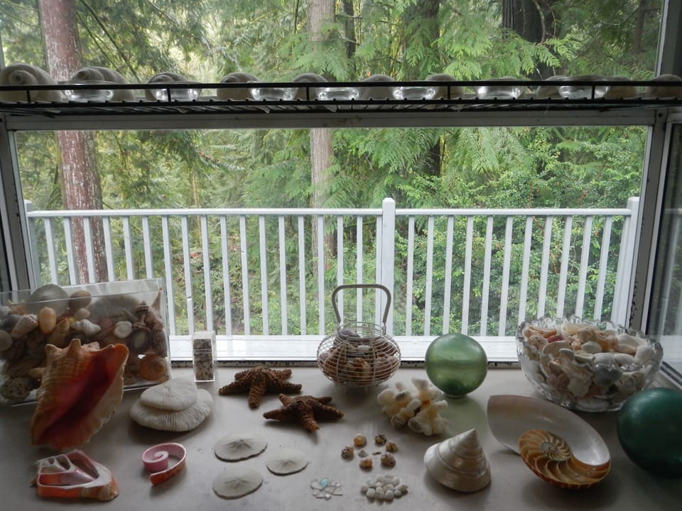 Shell collection in the greenhouse window, including conchs from the Bahamas