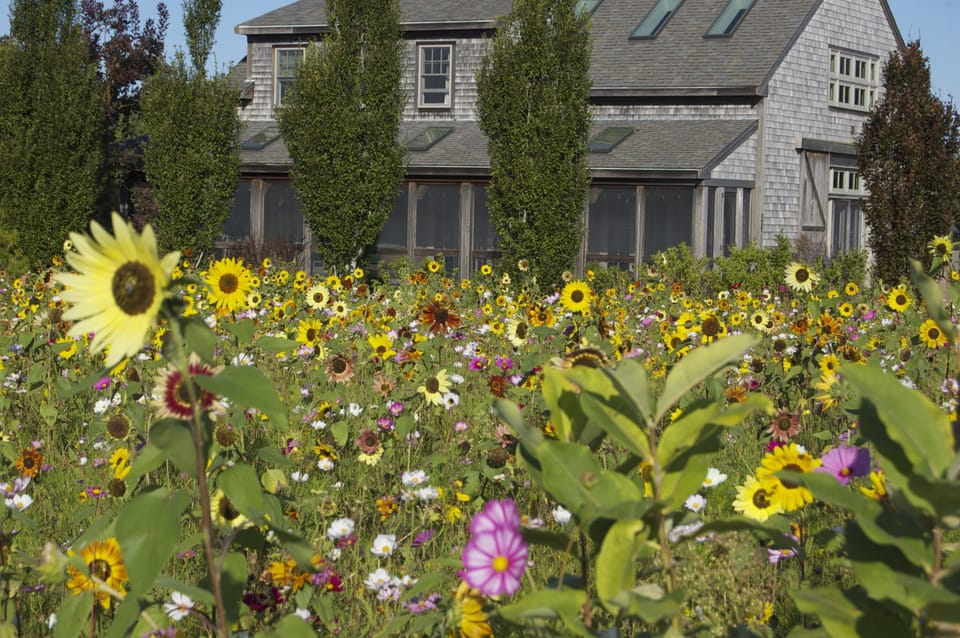 SO. VIEW OF PORCH  LATE. JULY & AUG. ,SEPT...  DANCING  WILD FLOWERS 


