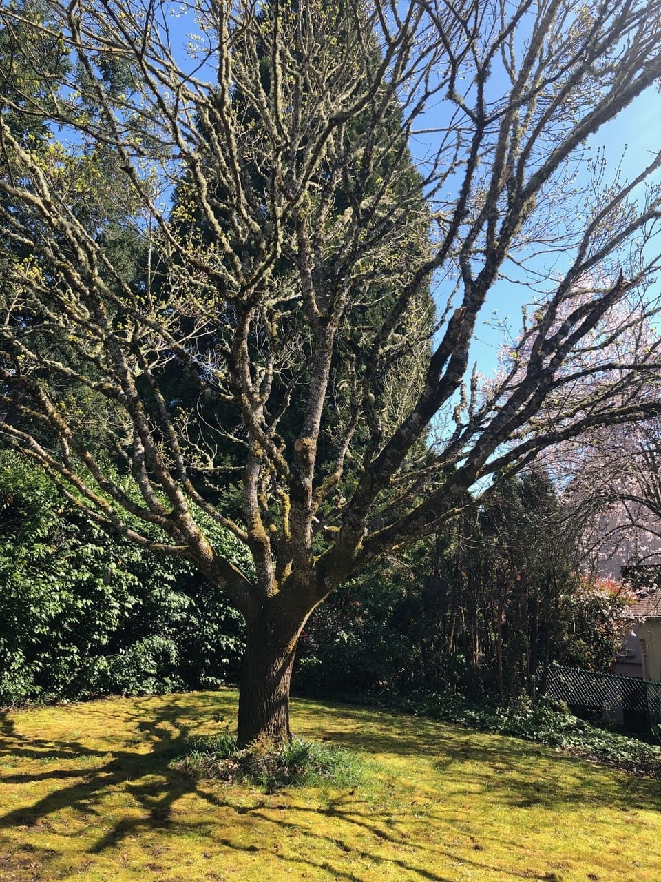 Front yard