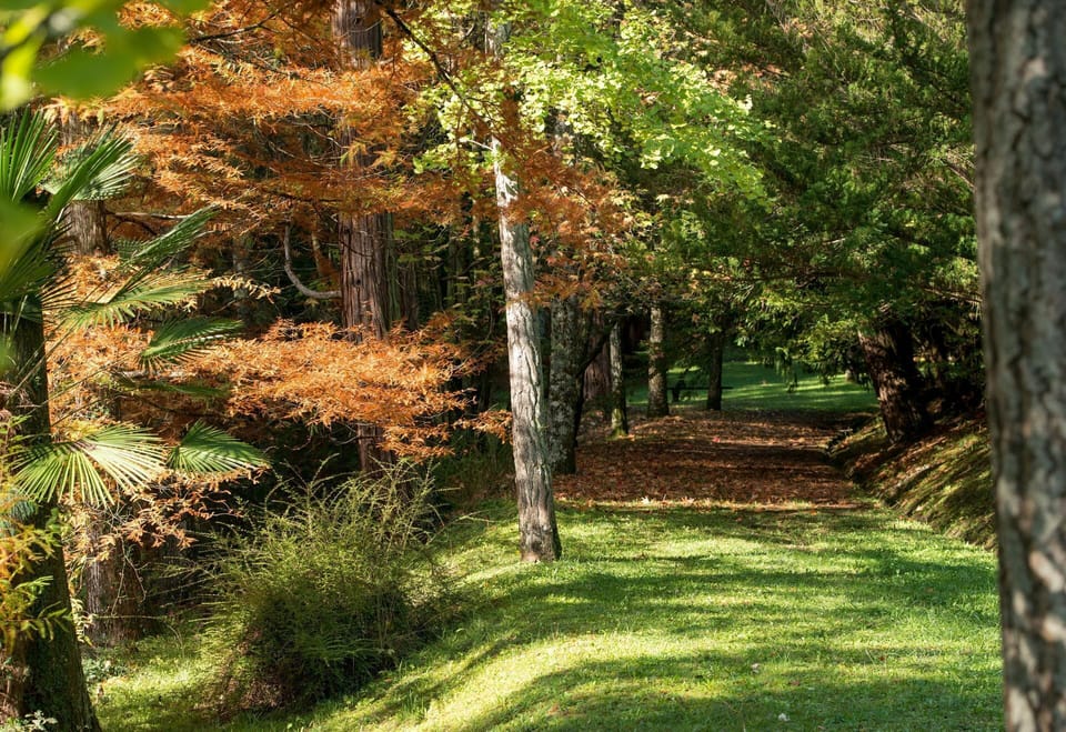 Tree, Natural Landscape, Nature, Natural Environment, Woodland, Vegetation, Leaf, Forest, Green, Nature Reserve