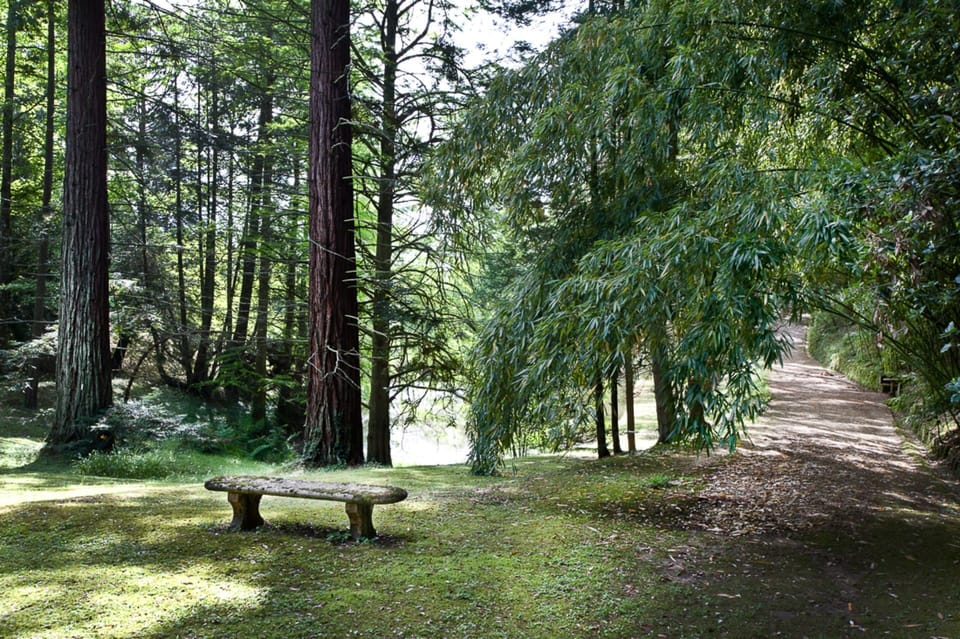 Bench, Leaf, Deciduous, Outdoor Furniture, Outdoor Bench, Woody Plant, Sunlight, Forest, Trunk, Woodland