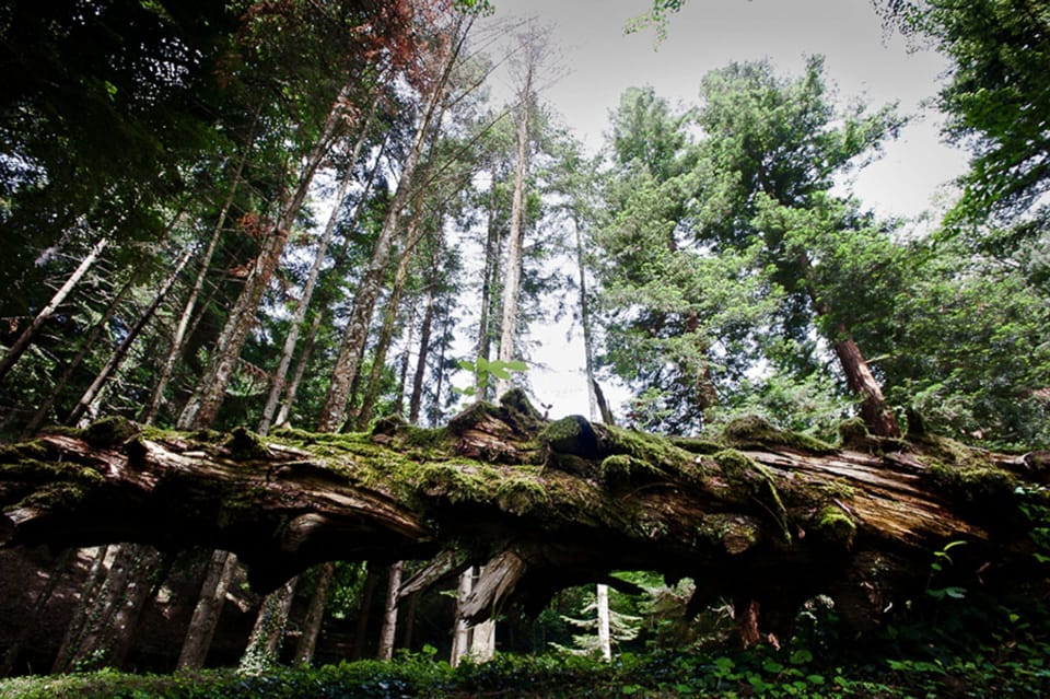 Tree, Nature, Natural Landscape, Forest, Natural Environment, Vegetation, Nature Reserve