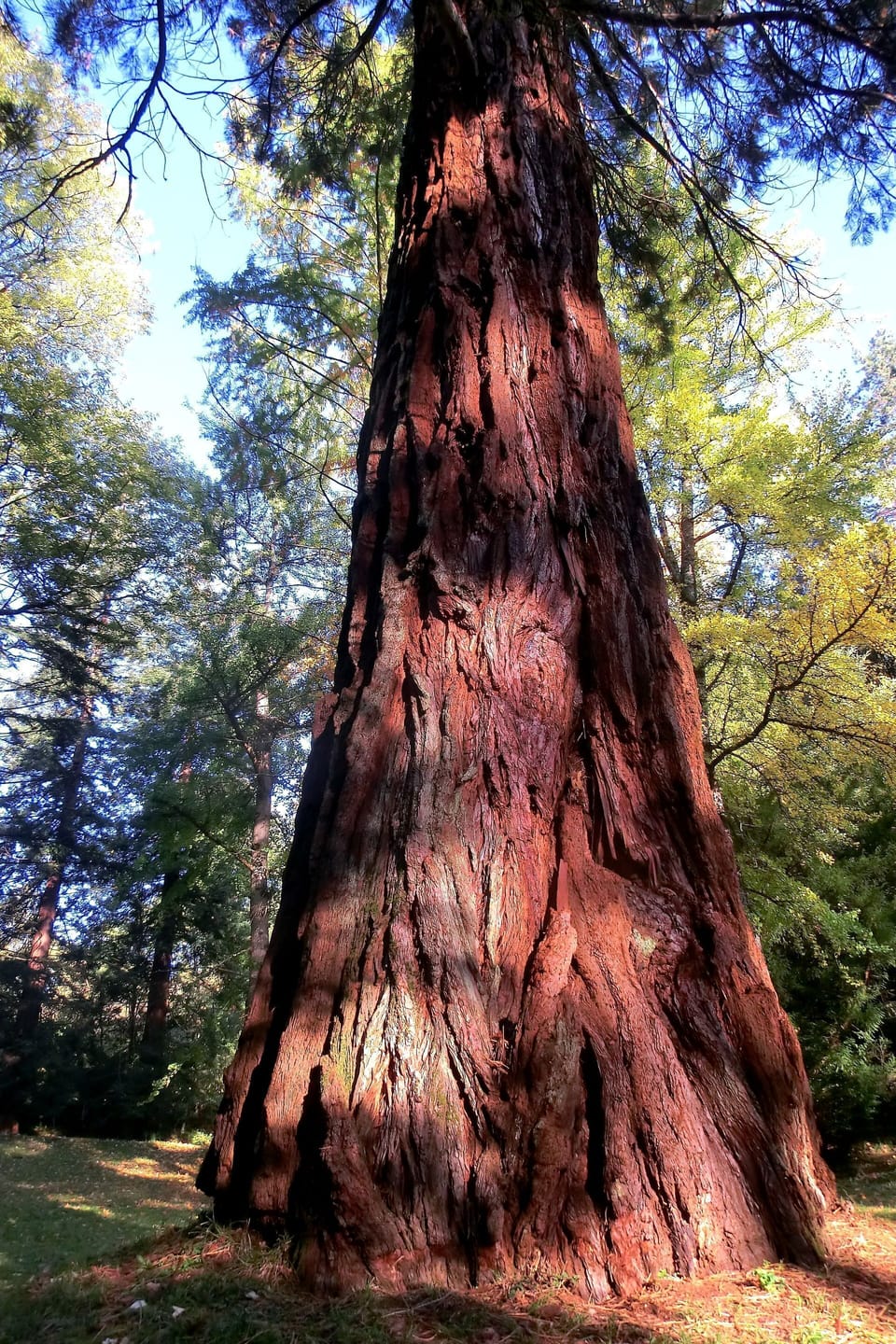 Tree, Trunk, Woody Plant, Plant, Grove, Sugar Pine