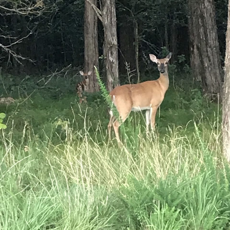 Example of the beautiful wildlife from the road . 