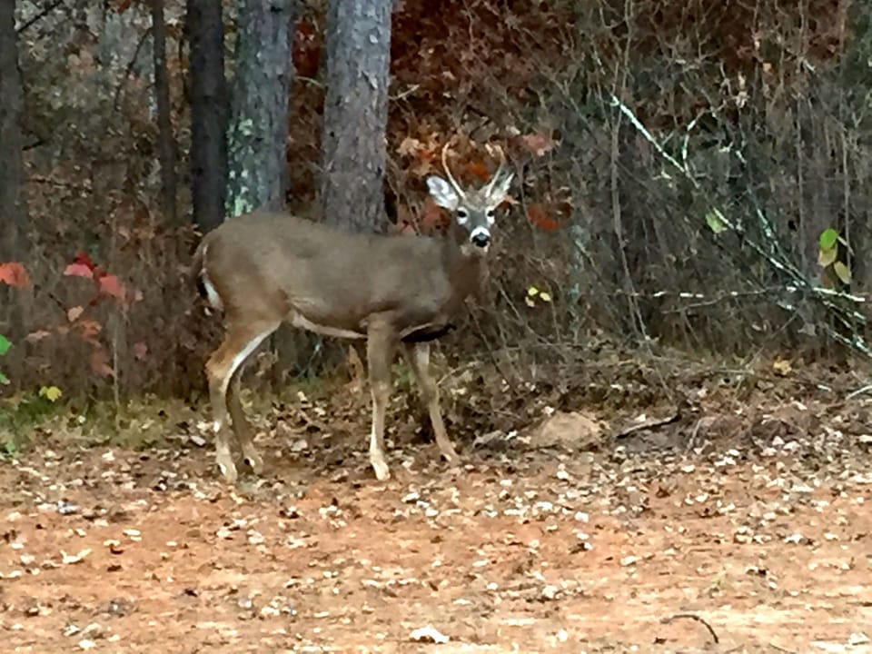 Lots of friendly deer around