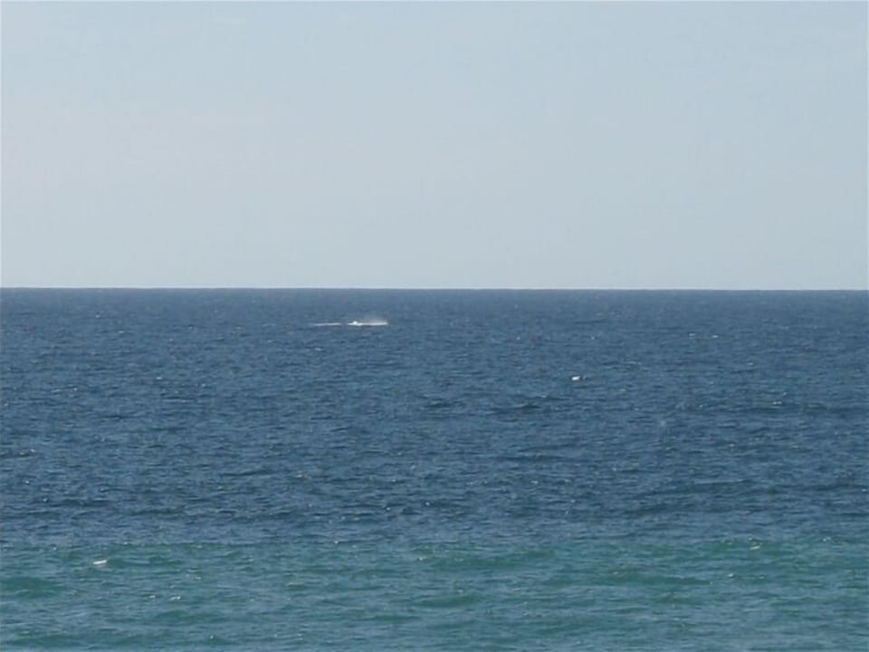 Whale visible (barely) without telephoto from patio