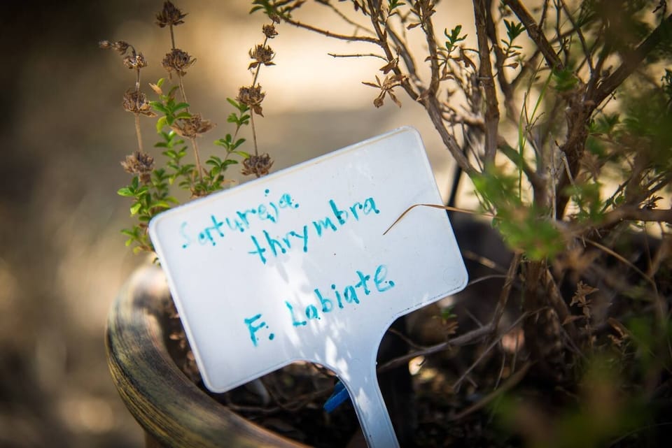 Various herbs and plants decorate the entrance