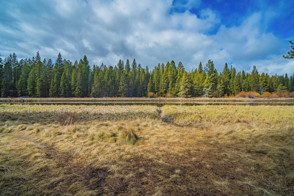 Expansive natural meadow bordered by dense evergreen forest under dramatic cloudy skies in the surrounding area.