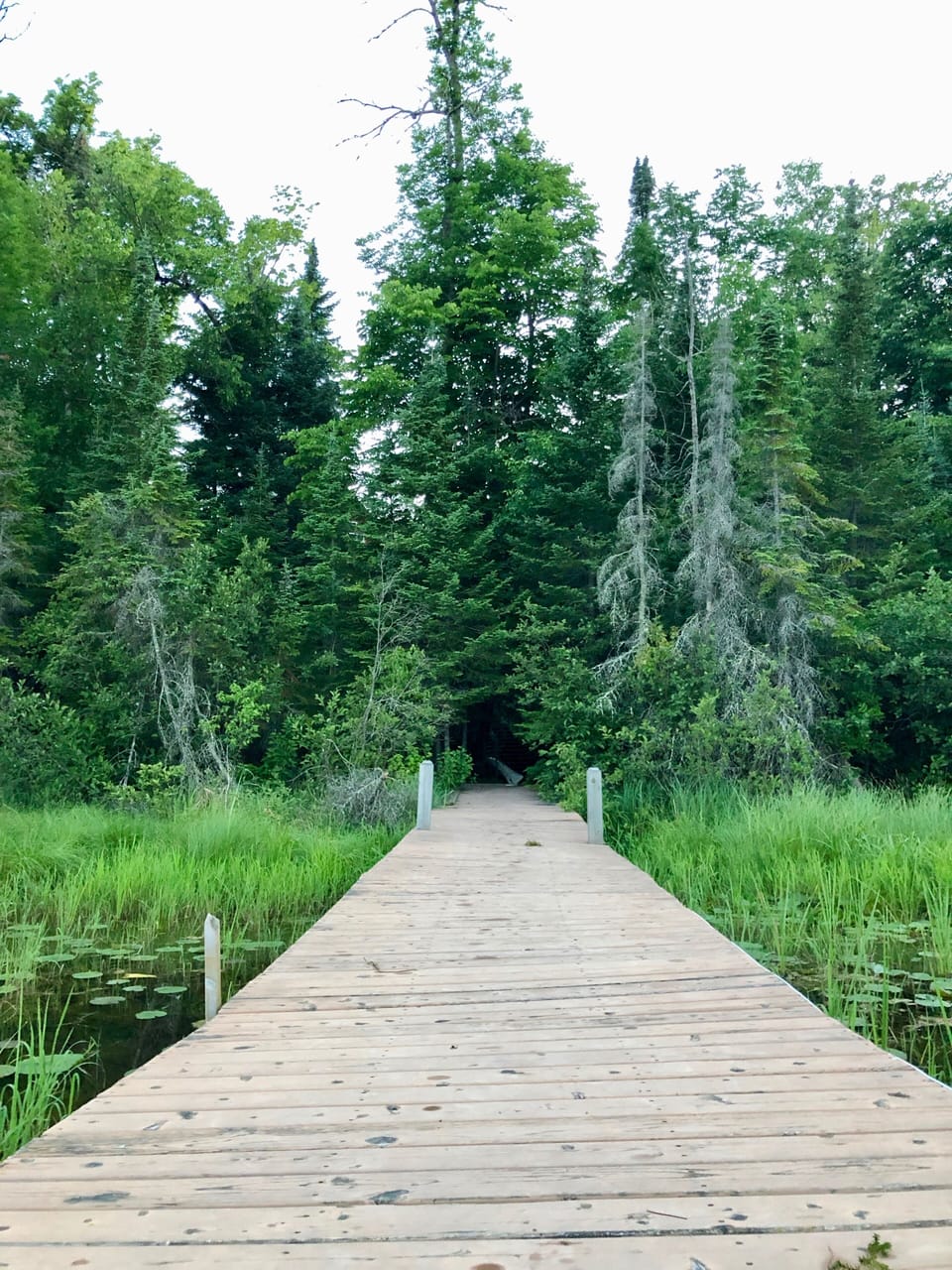 Pine trees line the shoreline of Baby Lake. No sand beach.