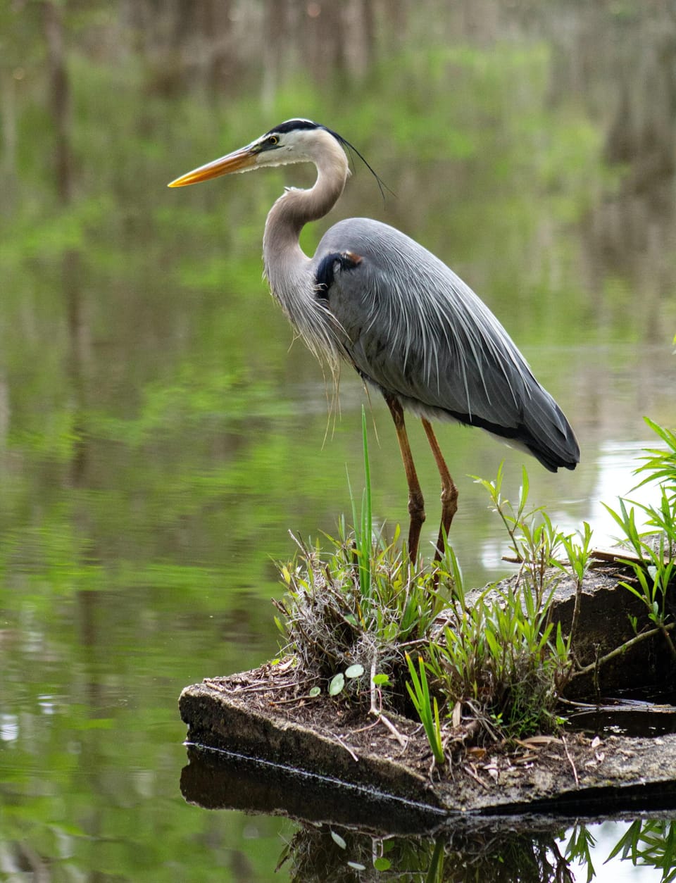 Enjoy the beach and nature that surrounds Kiawah!