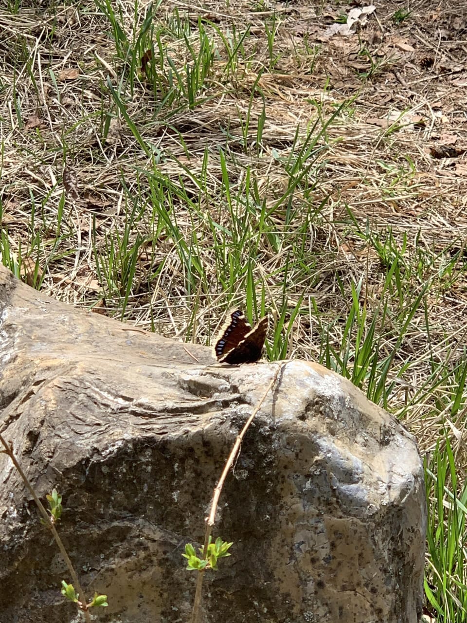 Butterflies & dragonflies galore!
