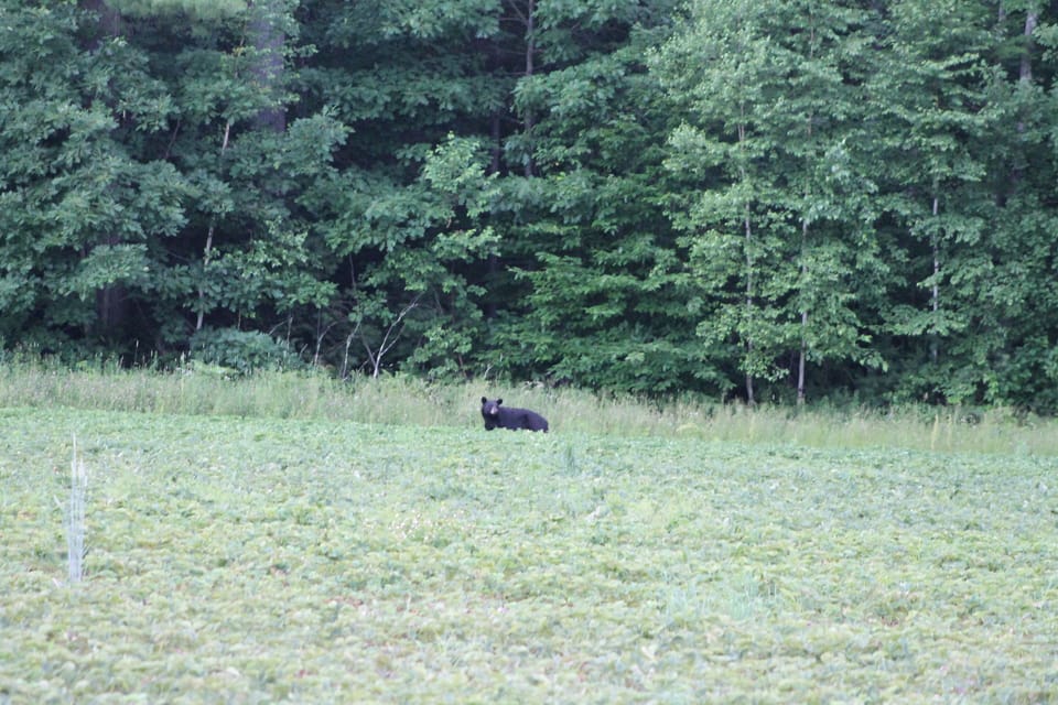 Bear seen down the road