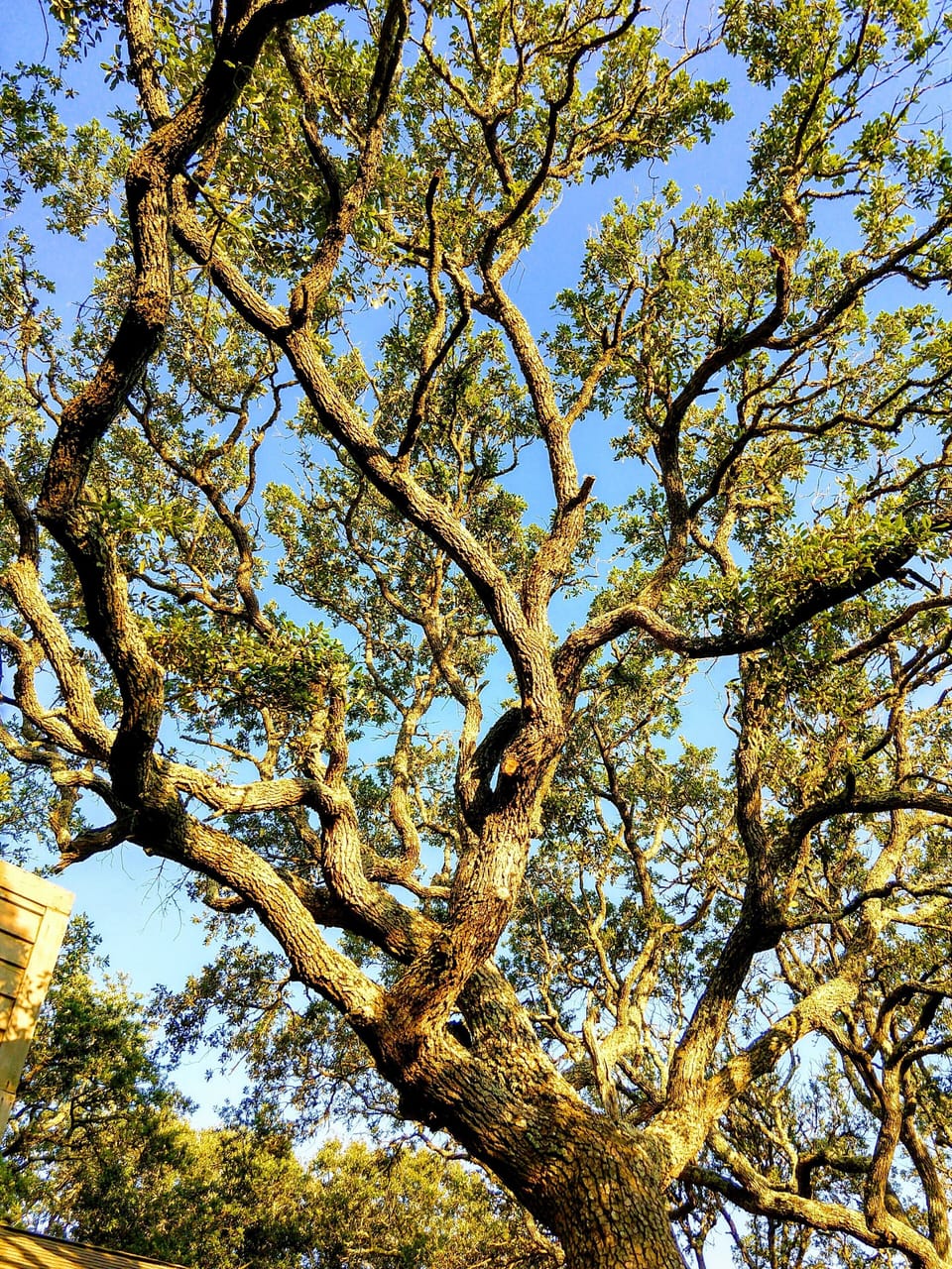 Under a canopy of magnificent oak trees