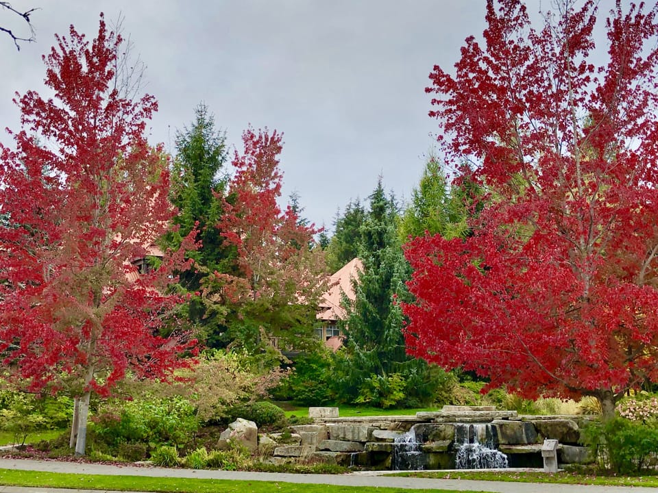 Autumn colors in full bloom!