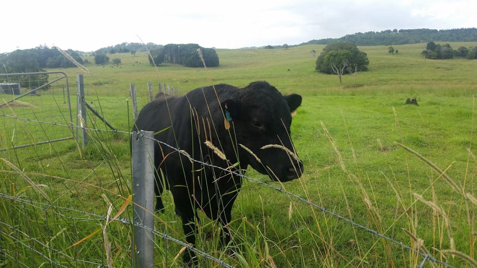 Bruce our handsom Angus Bull.