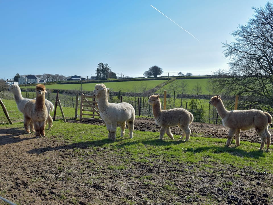 Surrounding area | Hen Llaeth - Blaenhirbant Isaf Cottages, Cwmsychpant, near Lampeter
