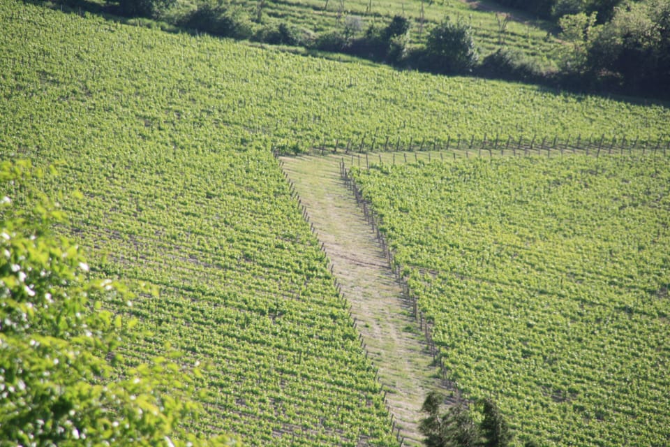 Vineyard view from the property
