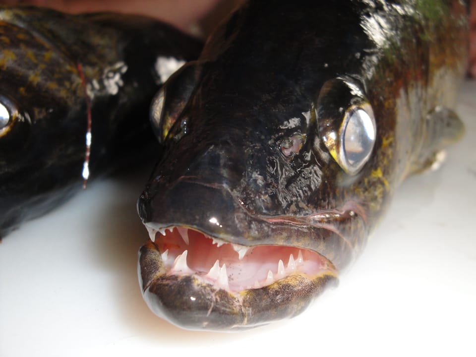 Walleye - fry him UP!
