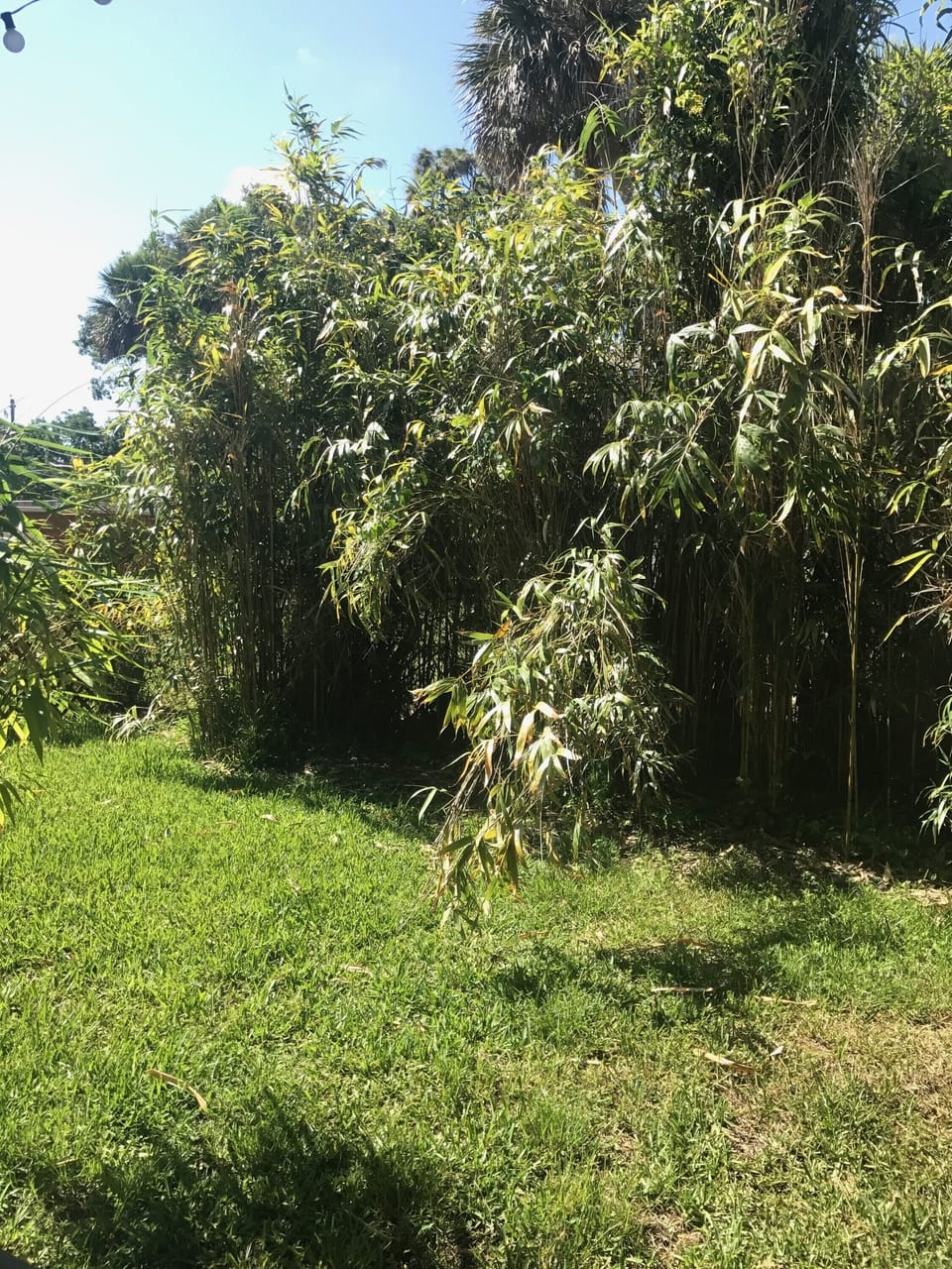 Back yard