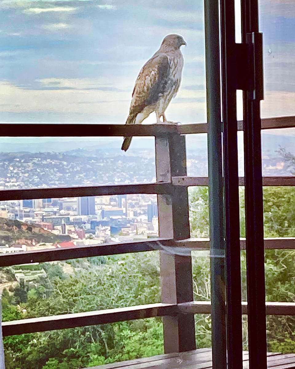 Red-tailed hawk that lives in a nearby pine stopping by for an afternoon visit.