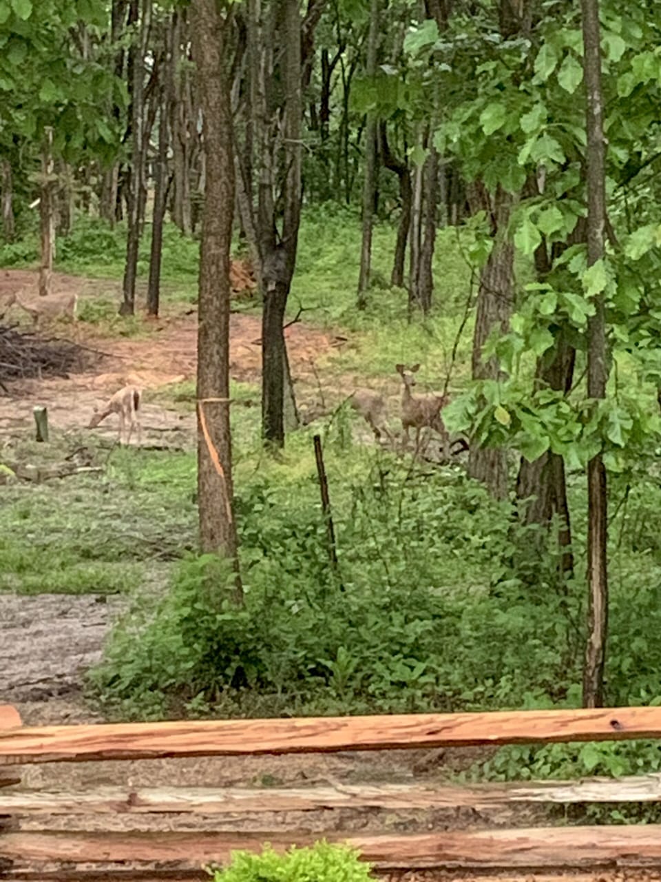 Wildlife loves to visit