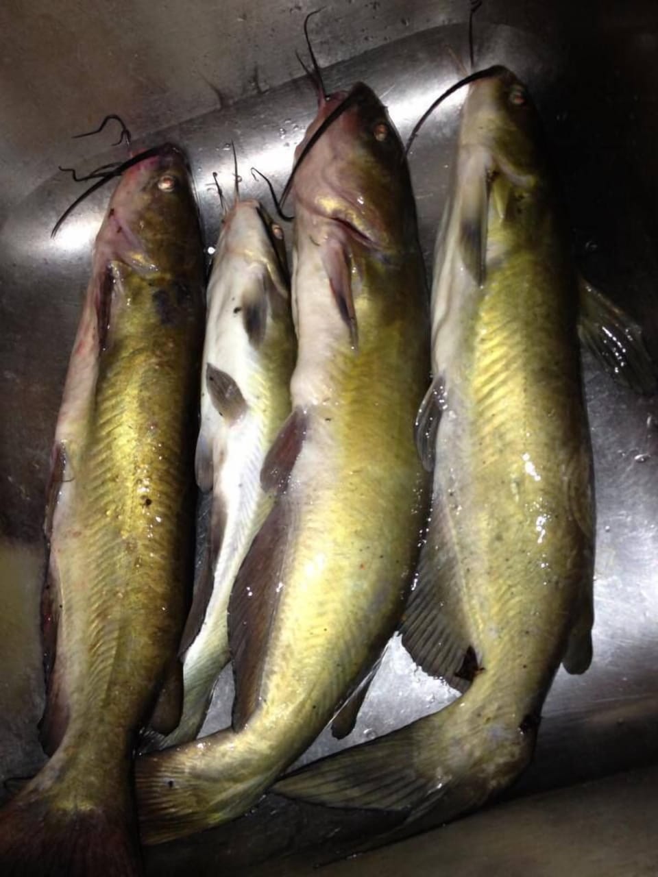 Lynn's Catch of the Day! 