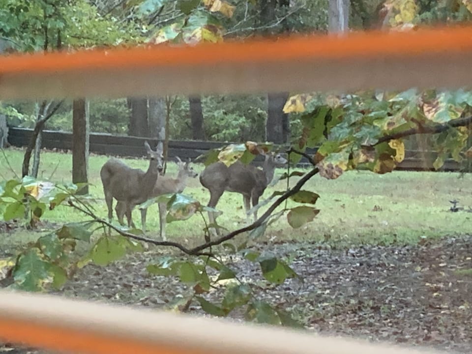 Friends right outside the window.