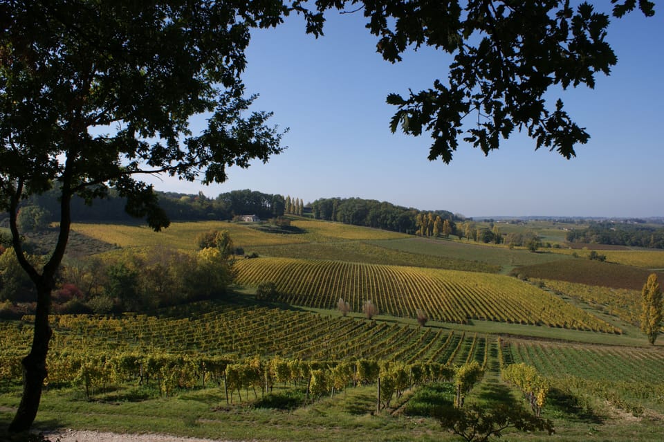 Nearby vineyards