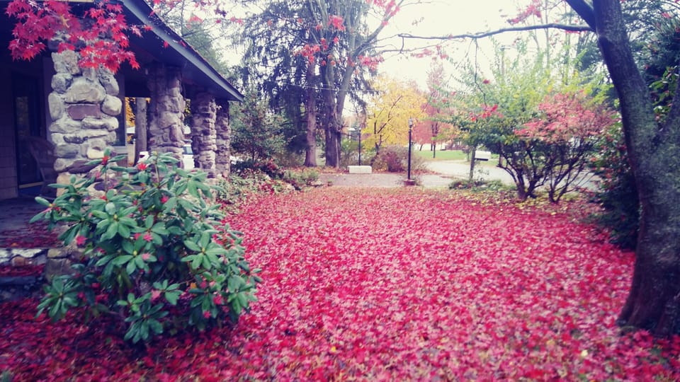 Autumn Carpet of Scarlet !!