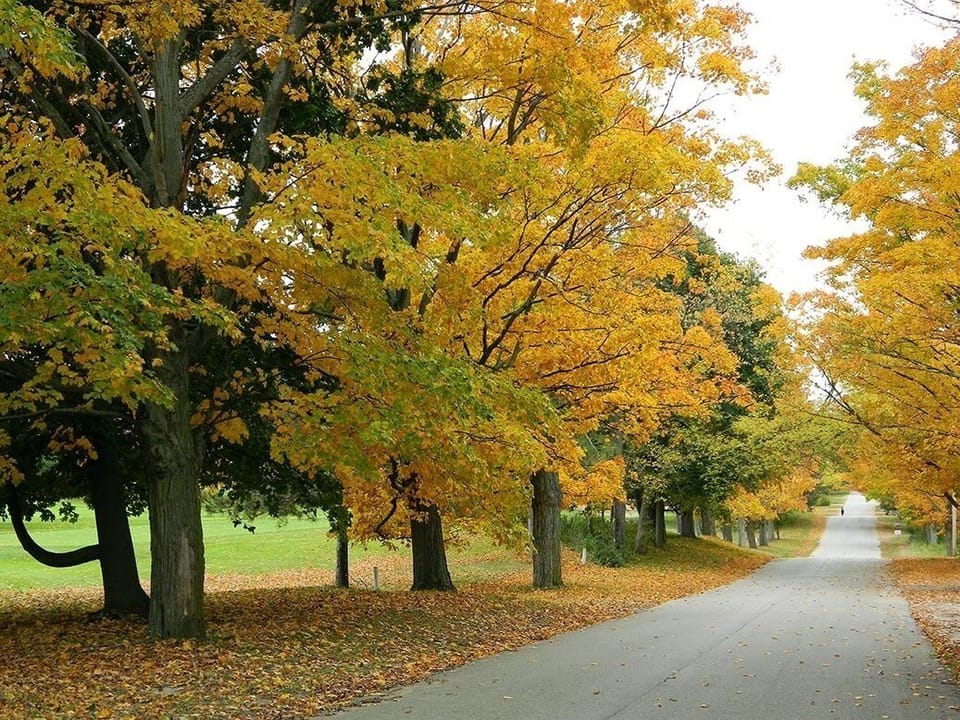 Our street on a fall day