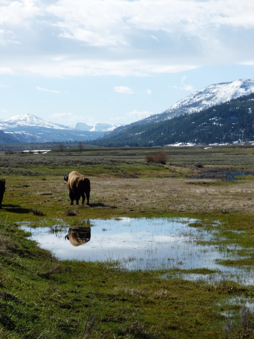 Bison and reflection in Lamar River Valley