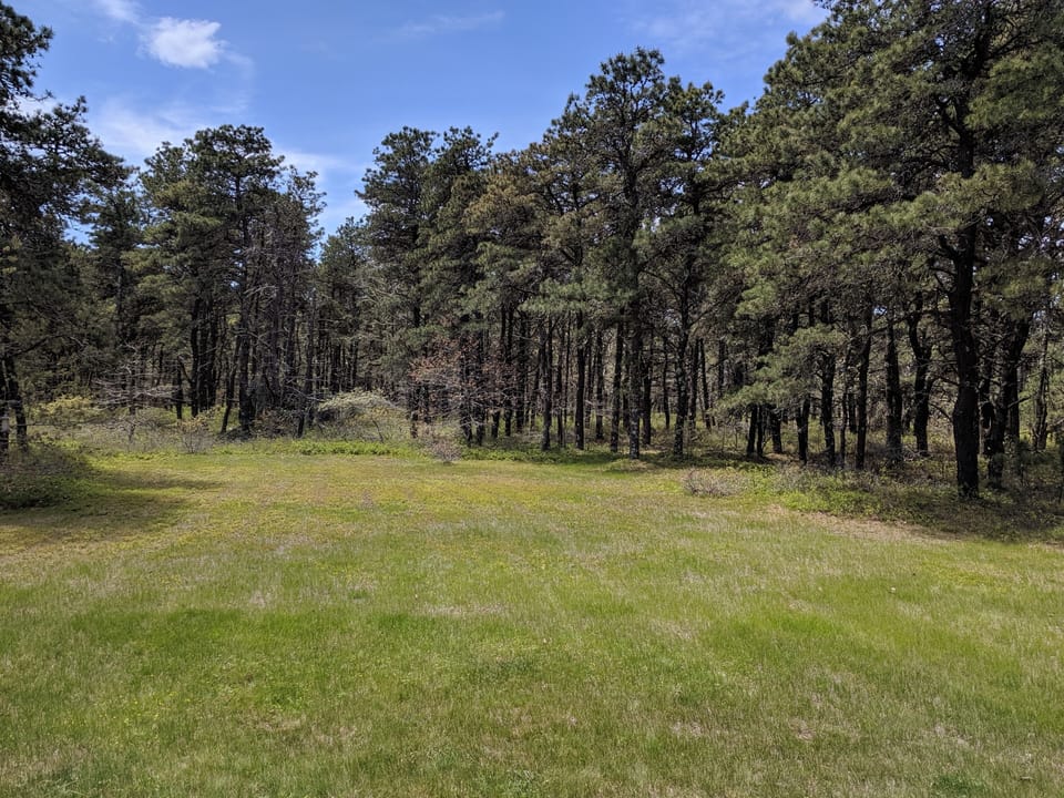 Back yard