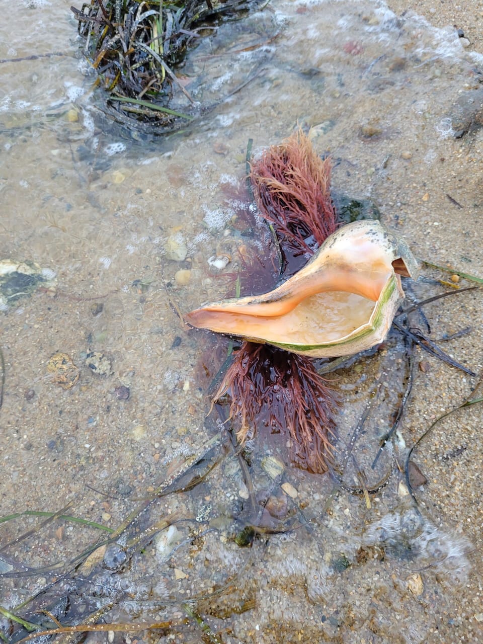 Treasures from the sea.