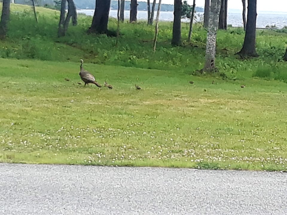 Mom turkey with her babies.