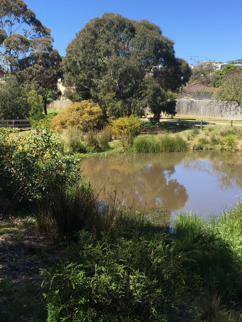 Jan Juc Creek walk