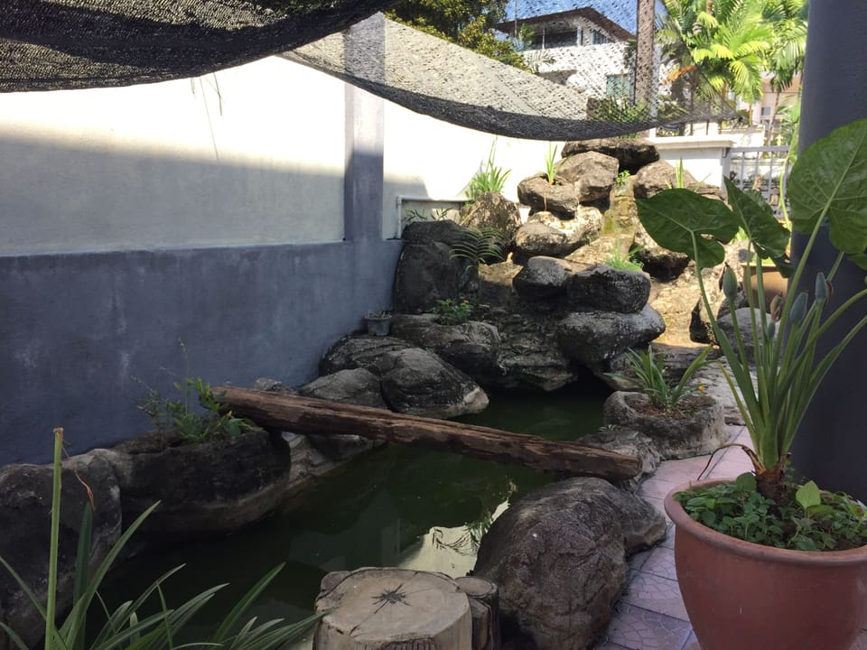 Fish pond 