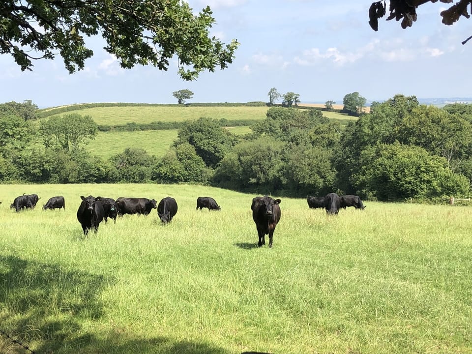 The field opposite the entrance to Webber Hill Farm Cottages