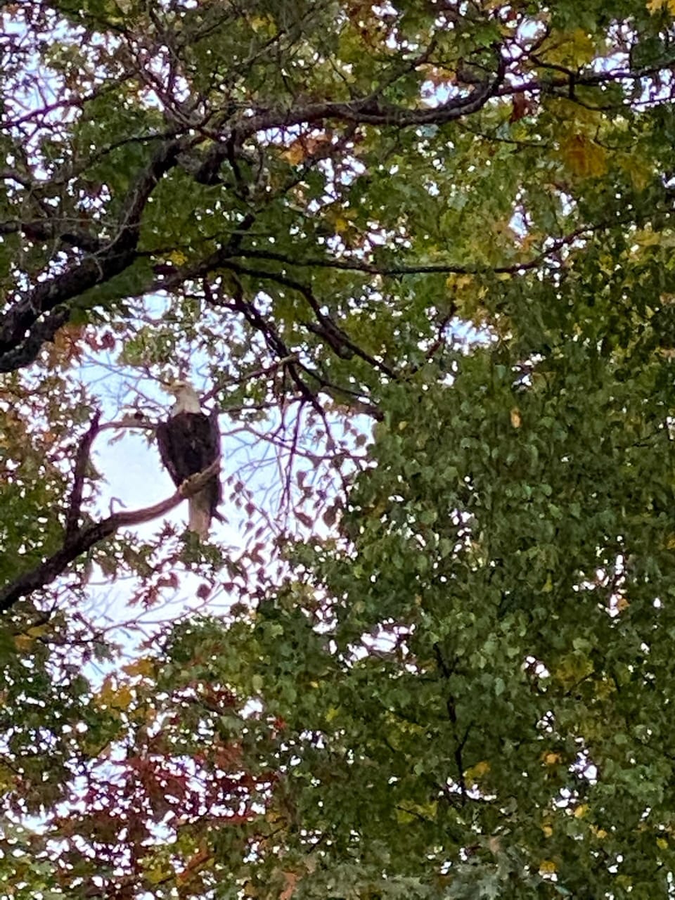 Eagle spotted Sept 2020