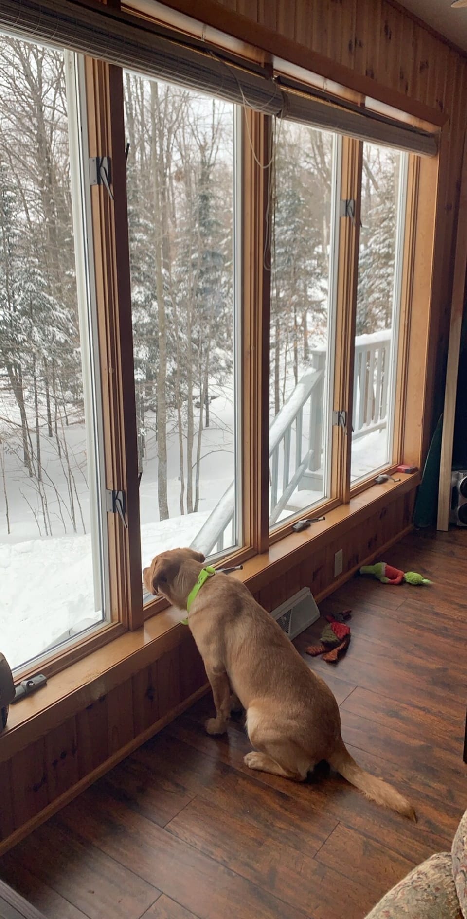 Dog friendly