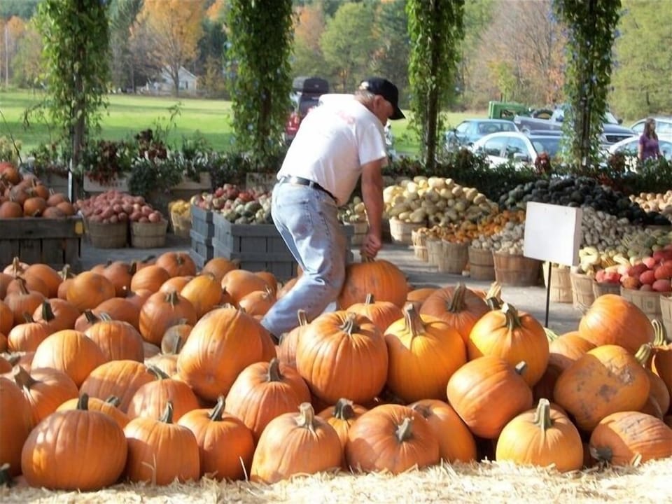 Pumpkins in fall at local farm stand.