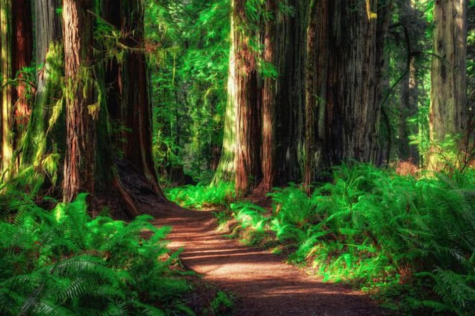 Pro Tip – Skip Muir Wood - Come to Armstrong Woods instead! Armstrong Woods is a short drive from the house. 1000-year-old Redwood Grove. Easy valley flooring walking, or you can hike to the top of the Coastal Redwoods. Armstrong Woods is like Muir Woods without the crowds!
