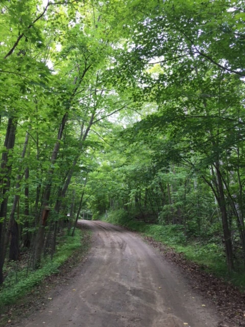 Driveway to cabin