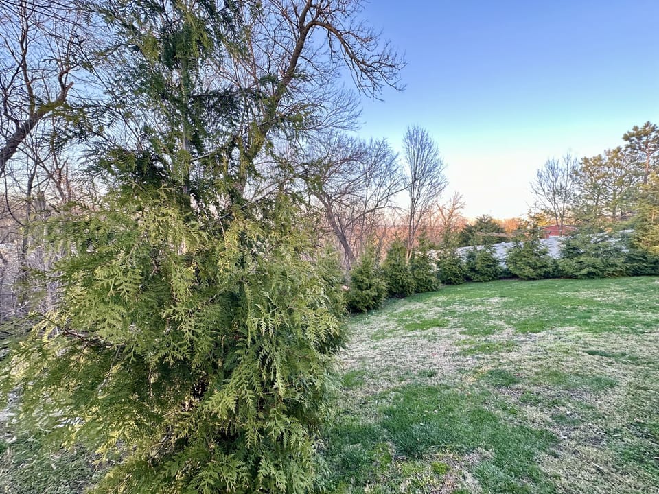 Back yard