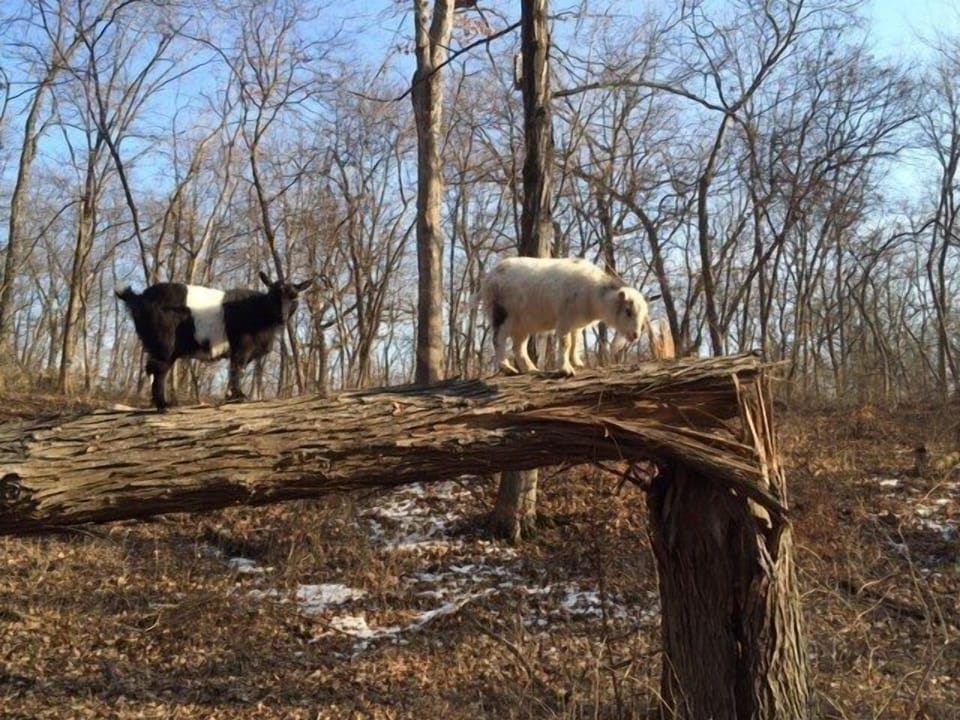 Resident goats, Rango & Oreo