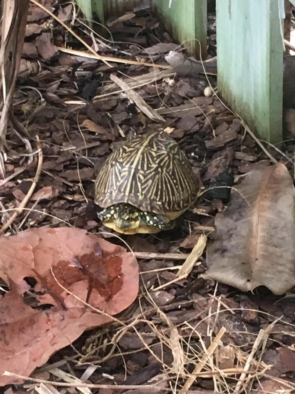 Pet yard turtle