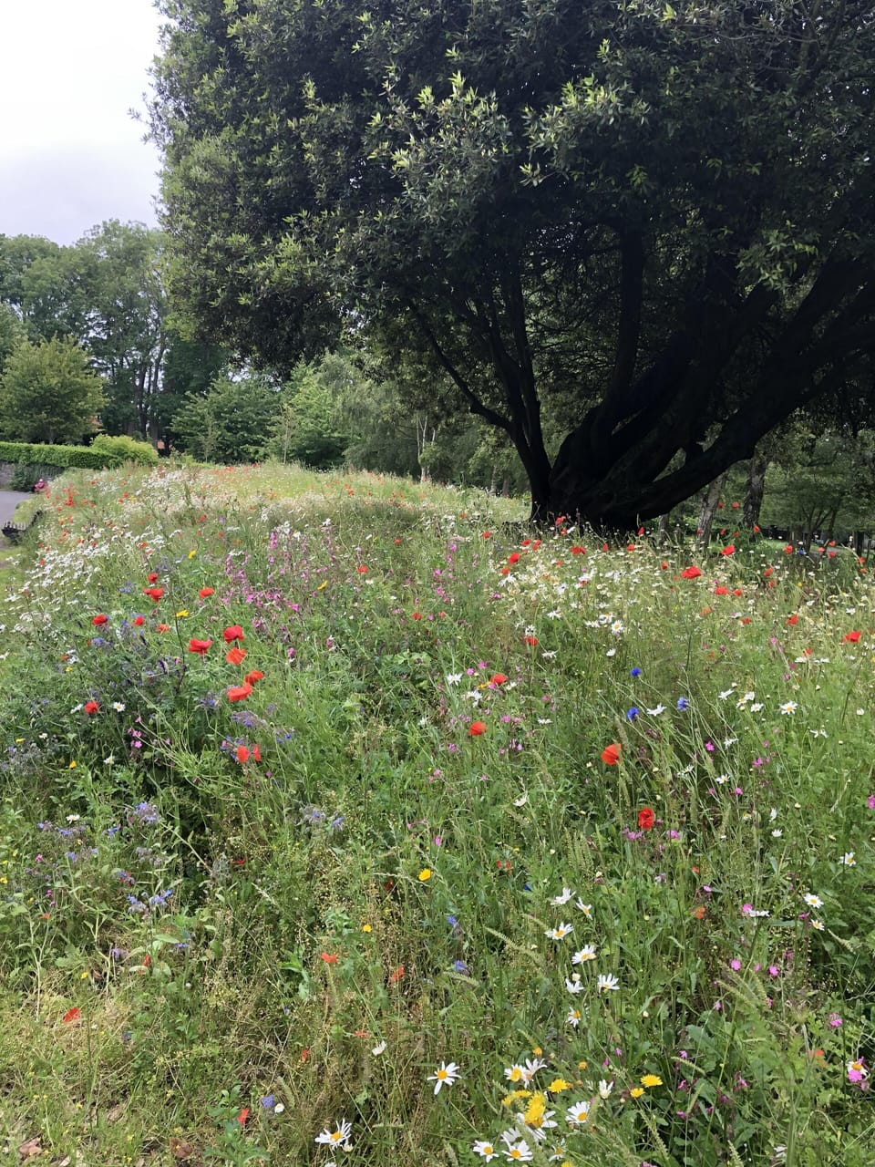 Herbert Park is just around the corner 